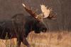 Bull moose near the BWCA. Photo by Katie Mumm